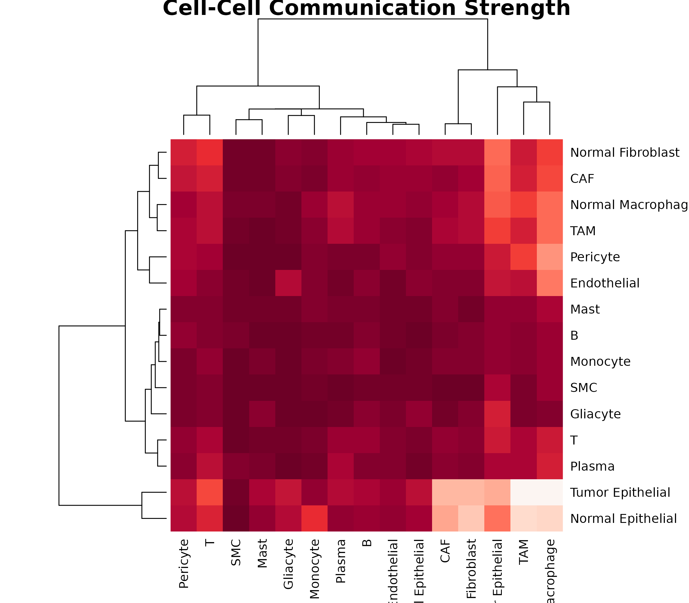 **Figure 7: Cell-Cell Communication Matrix.** Aggregated communication strength between all cell type pairs. Rows represent senders, columns represent receivers. Clustering groups cell types with similar communication patterns.