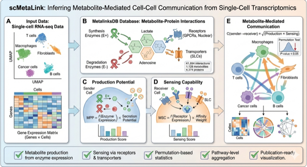 **Figure 1: scMetaLink Workflow.** Overview of the scMetaLink analysis pipeline.