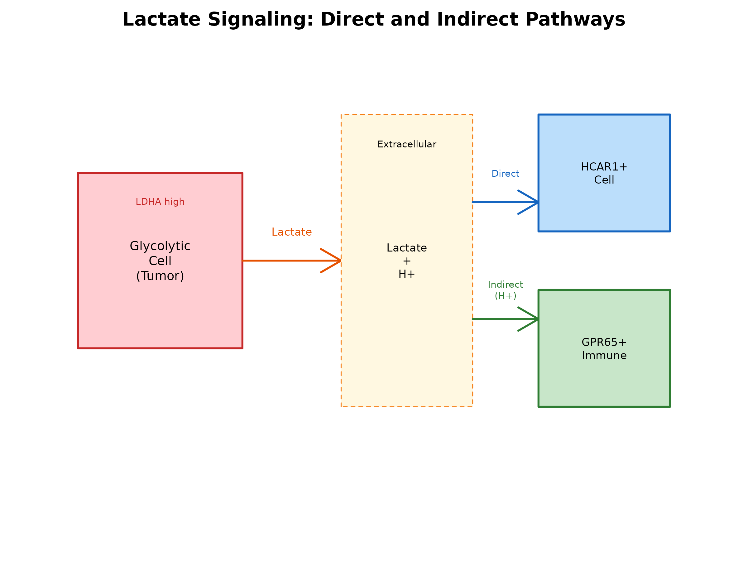 **Figure 1: Lactate Signaling Pathways.** Lactate produced by glycolytic cells (e.g., tumor cells) can signal through direct binding to HCAR1 or indirectly through H+ activation of proton-sensing GPCRs.